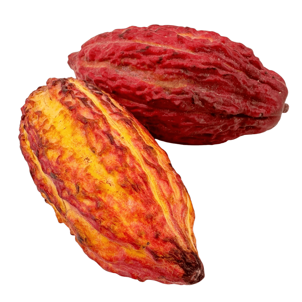 Verse cacaodop